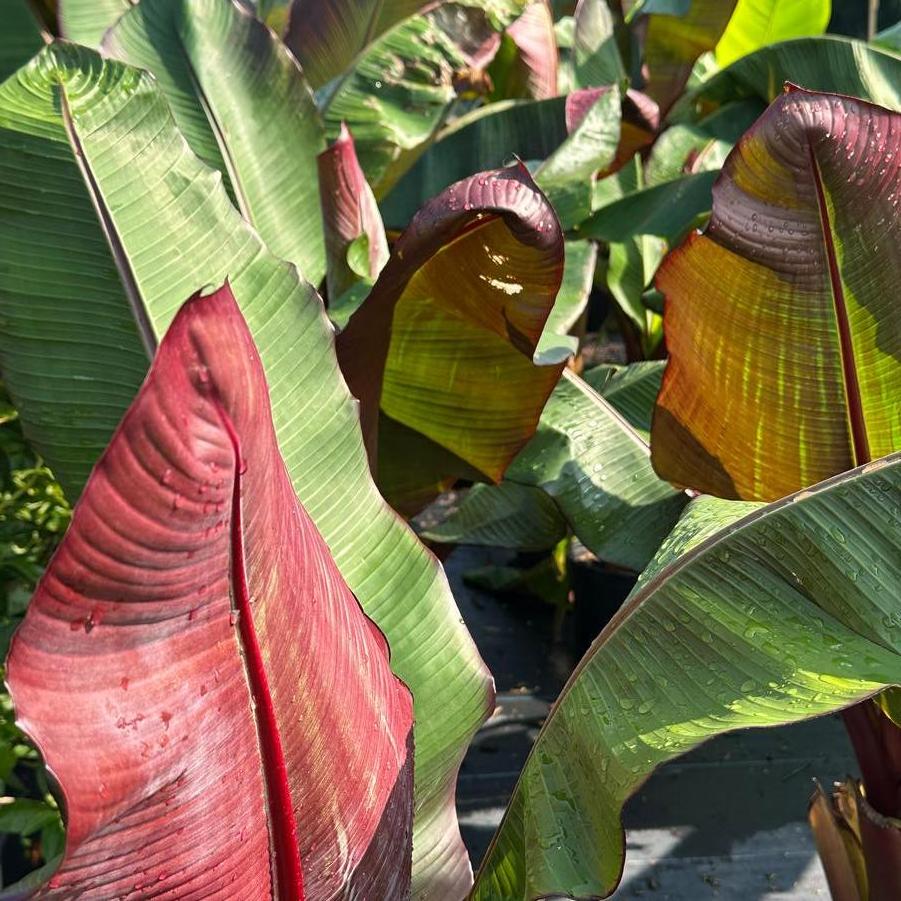 Ensete maurelli