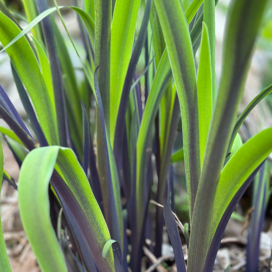 Iris versicolor 'Purple Flame' - Blue Flag Iris