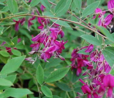 Lespedeza thunbergii 'Gibraltar'