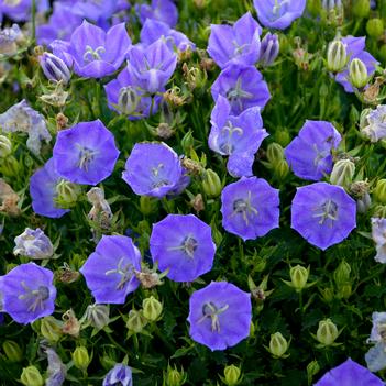 Campanula carpatica Rapido Blue - Bellflower (Photo Walters Gardens, Inc)