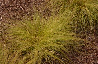 Carex socialis - Low Woodland Sedge from Pleasant Run Nursery