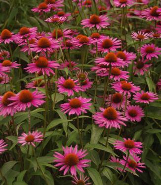 Echinacea purpurea 'Pica Bella' - Coneflower- Pica Bella from Pleasant Run Nursery