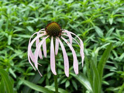 Echinacea simulata - Coneflower from Pleasant Run Nursery