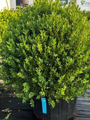 Buxus x 'Green Mound' - Boxwood from Pleasant Run Nursery