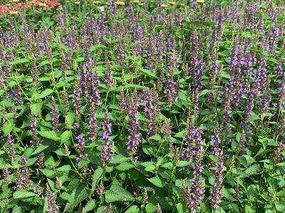 Agastache x 'Little Adder' - Hyssop- Little Adder from Pleasant Run Nursery