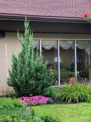 Juniperus chinensis 'Trautman' - Juniper- Trautman from Pleasant Run Nursery