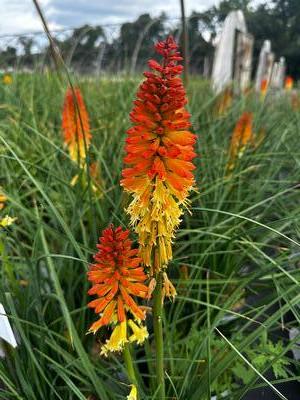 Kniphofia x Pyromania� 'Backdraft' - Red Hot Poker from Pleasant Run Nursery