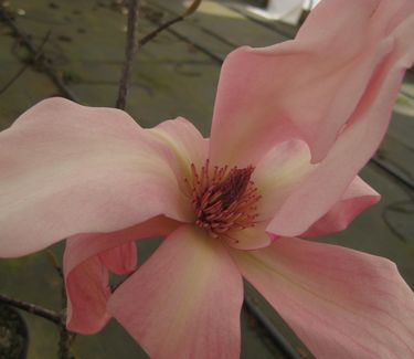 Magnolia x 'Daybreak'