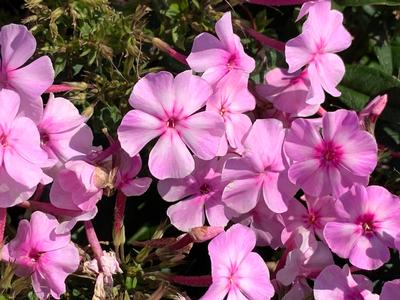 Phlox paniculata 'Uptown Girl' - Garden Phlox from Pleasant Run Nursery