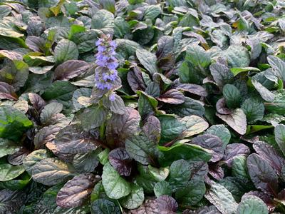 Ajuga reptans Feathered Friends 'Fierce Falcon' - Bugleweed from Pleasant Run Nursery