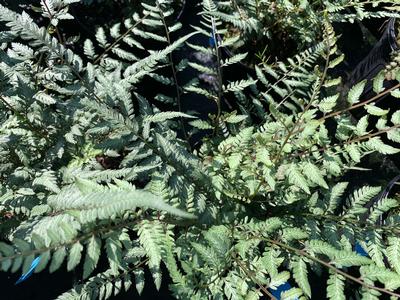 Athyrium nipponicum 'Pearly White' - Fern- Japanese Painted Fern from Pleasant Run Nursery