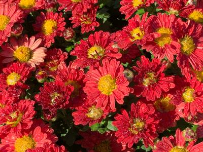 Chrysanthemum Mammoth™ 'Red Daisy'- Hardy Mum from Pleasant Run Nursery