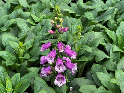 Digitalis purpurea 'Dalmatian Purple Improved' - Foxglove from Pleasant Run Nursery