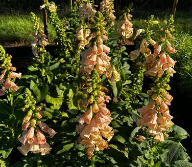 Digitalis purpurea 'Dalmatian Peach' - Foxglove from Pleasant Run Nursery