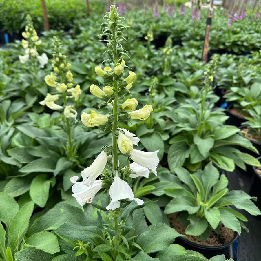 Digitalis purpurea Dalmatian White Improved