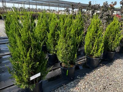 Juniperus chinensis 'Spartan' - Juniper from Pleasant Run Nursery