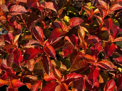 Weigela florida Midnight Sun™ - Midnight Sun Dwarf Weigela from Pleasant Run Nursery