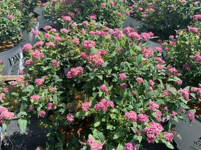 Spiraea media 'Double Play Artisan' - Spirea, meadowsweet from Pleasant Run Nursery