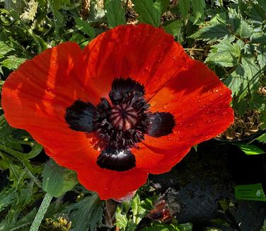 Papaver oriental 'Fruit Punch' - Oriental Poppy from Pleasant Run Nursery