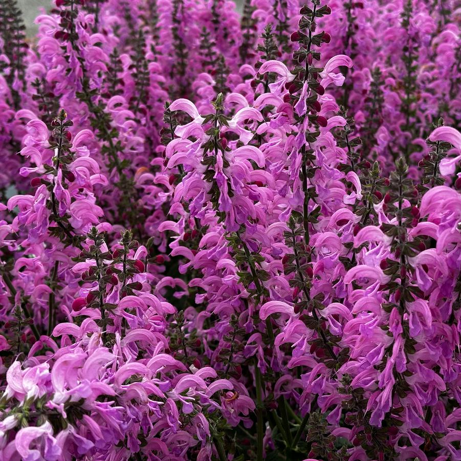 Salvia pratensis 'FASHIONISTA Moulin Rouge' - Meadow Sage from Pleasant Run Nursery