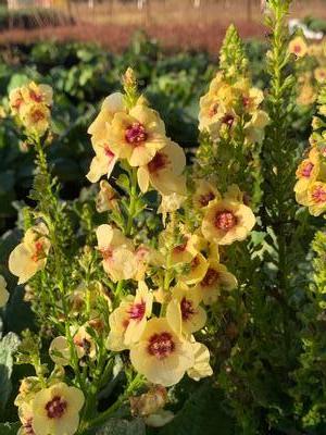 Verbascum x 'Dark Eyes' - Mullein from Pleasant Run Nursery