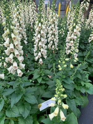 Digitalis purpurea 'Camelot Cream' - Foxglove from Pleasant Run Nursery