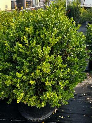 Buxus microphylla var. japonica 'Green Beauty' - Boxwood from Pleasant Run Nursery