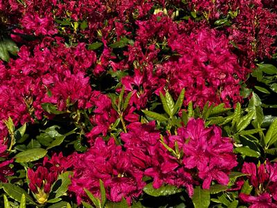 Rhododendron catawbiense 'Nova Zembla' - Catawba Rhododendron from Pleasant Run Nursery