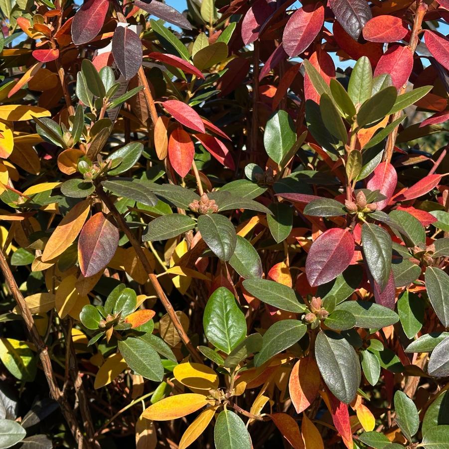 Rhododendron PJM Elite