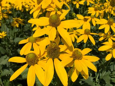 Rudbeckia laciniata Autumn Sun - Coneflower from Pleasant Run Nursery