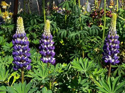 Lupine polyphyllus Westcountry™ 'Blacksmith' - Lupine from Pleasant Run Nursery