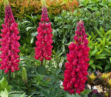 Lupine polyphyllus Westcountry™ 'Red Rum' - Lupine from Pleasant Run Nursery