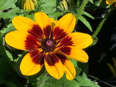 Rudbeckia hirta Denver Daisy - Black-Eyed Susan from Pleasant Run Nursery