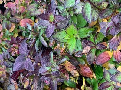 Scutellaria x 'Appalachian Blues' - Skullcap from Pleasant Run Nursery