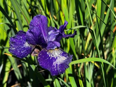 Iris sibirica 'Over in Gloryland' - Siberian Iris from Pleasant Run Nursery