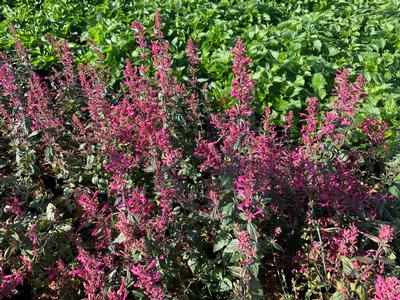 Agastache x 'Morello' - Hyssop- Morello from Pleasant Run Nursery