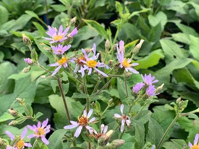 Aster macrophyllus 'Twilight' - Big Leaf Aster from Pleasant Run Nursery