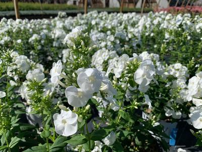 Phlox paniculata 'Luminary Backlight' - Garden Phlox from Pleasant Run Nursery