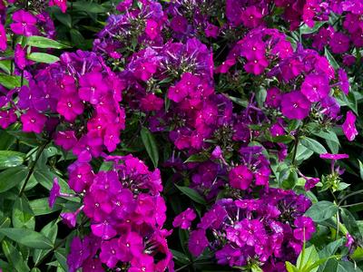 Phlox paniculata Luminary® 'Ultraviolet' - Garden Phlox from Pleasant Run Nursery