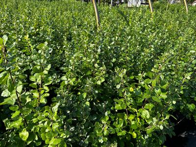 Rhus aromatica - Fragrant Sumac from Pleasant Run Nursery