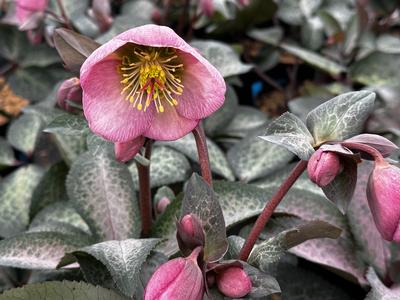 Helleborus x 'Frostkiss Dorothy's Dawn' - Hellebore, Lenten Rose from Pleasant Run Nursery