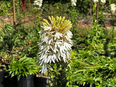 Lobelia cardinalis f. albiflora 'White Cardinal' - Cardinal Flower from Pleasant Run Nursery