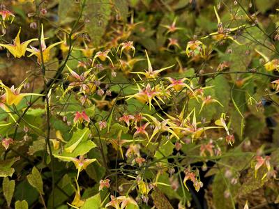 Epimedium x 'Songbirds' - Barrenwort from Pleasant Run Nursery