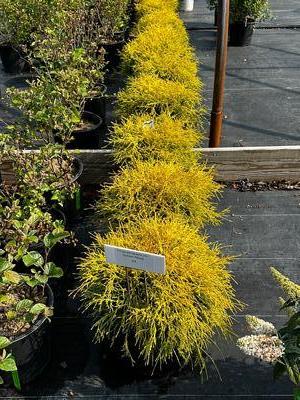 Chamaecyparis pisifera filifera 'Gold Mop' - Gold Mop Falscecypress from Pleasant Run Nursery