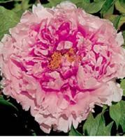 Paeonia suffruticosa 'Hana Kisoi' - Connoisseur's Selection