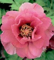 Paeonia suffruticosa 'Leda' - Connoisseur's Selection