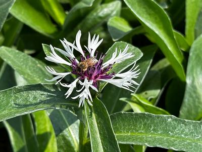 Centaurea montana 'Amethyst in Snow' - Cornflower from Pleasant Run Nursery