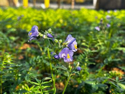 Polemonium yezoense 'Purple Rain' - from Pleasant Run Nursery