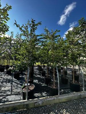 Prunus x yedoensis 'Akebono' - Yoshino Flowering Cherry from Pleasant Run Nursery