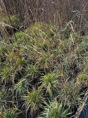 Sorghastrum nutans - Yellow Prairie Grass from Pleasant Run Nursery